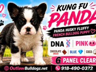 French Bulldog dogs for sale: Kung Fu Panda - Ad 3