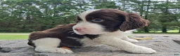 English Springer Spaniel dogs for sale: English Springer Spaniel Puppy  Adam - Ad 4