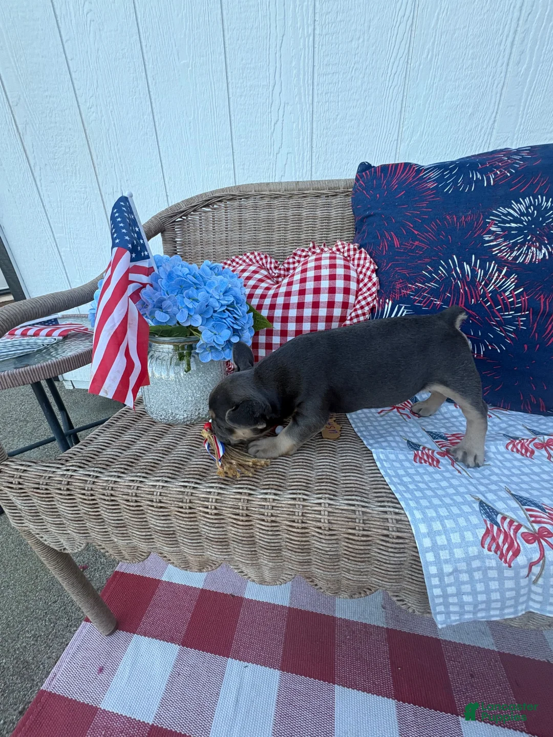 French Bulldog dogs for sale: Hector  - Ad 2