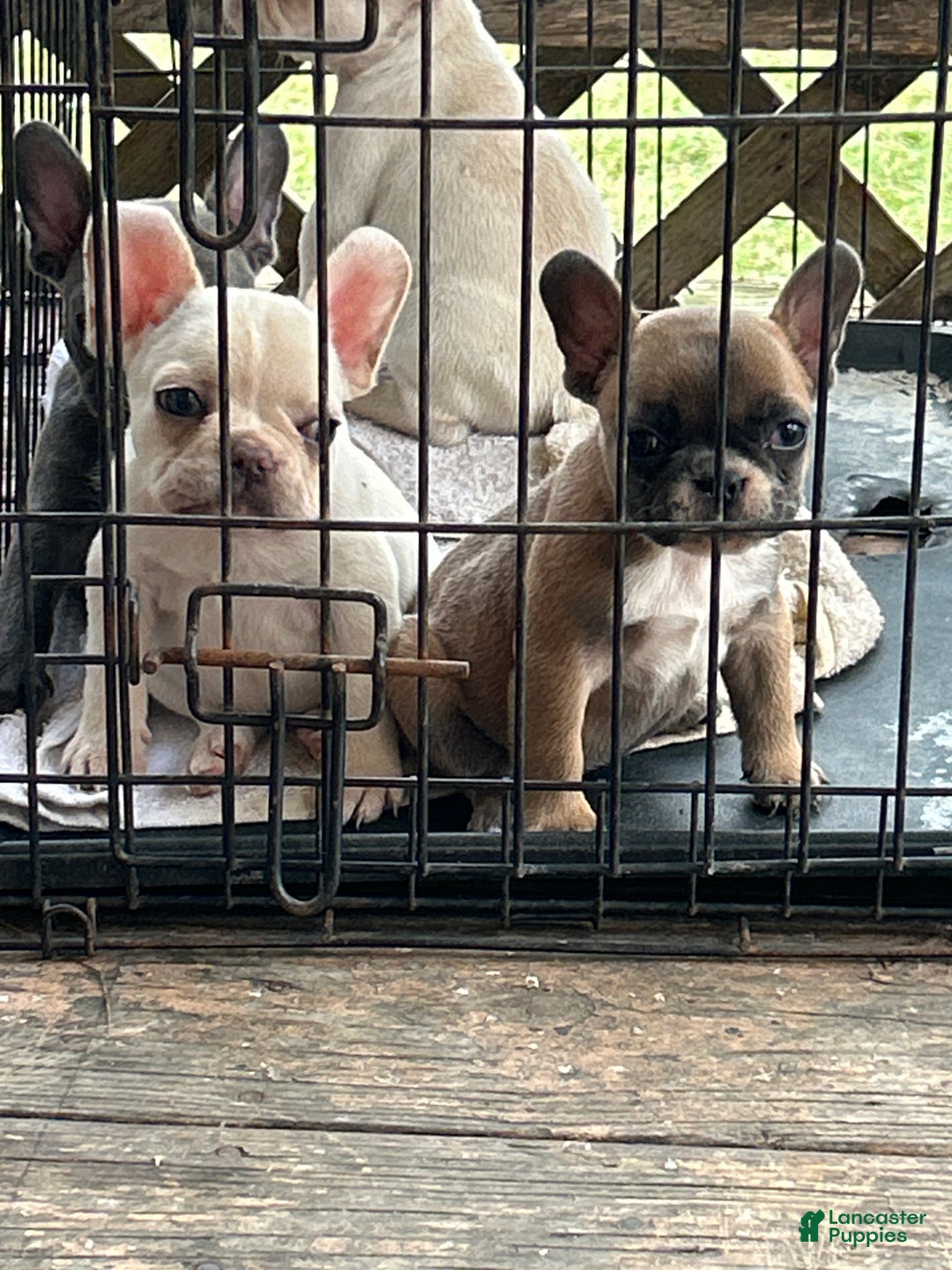 French Bulldog dogs for sale: French Bulldog Puppy 1 - Ad 2