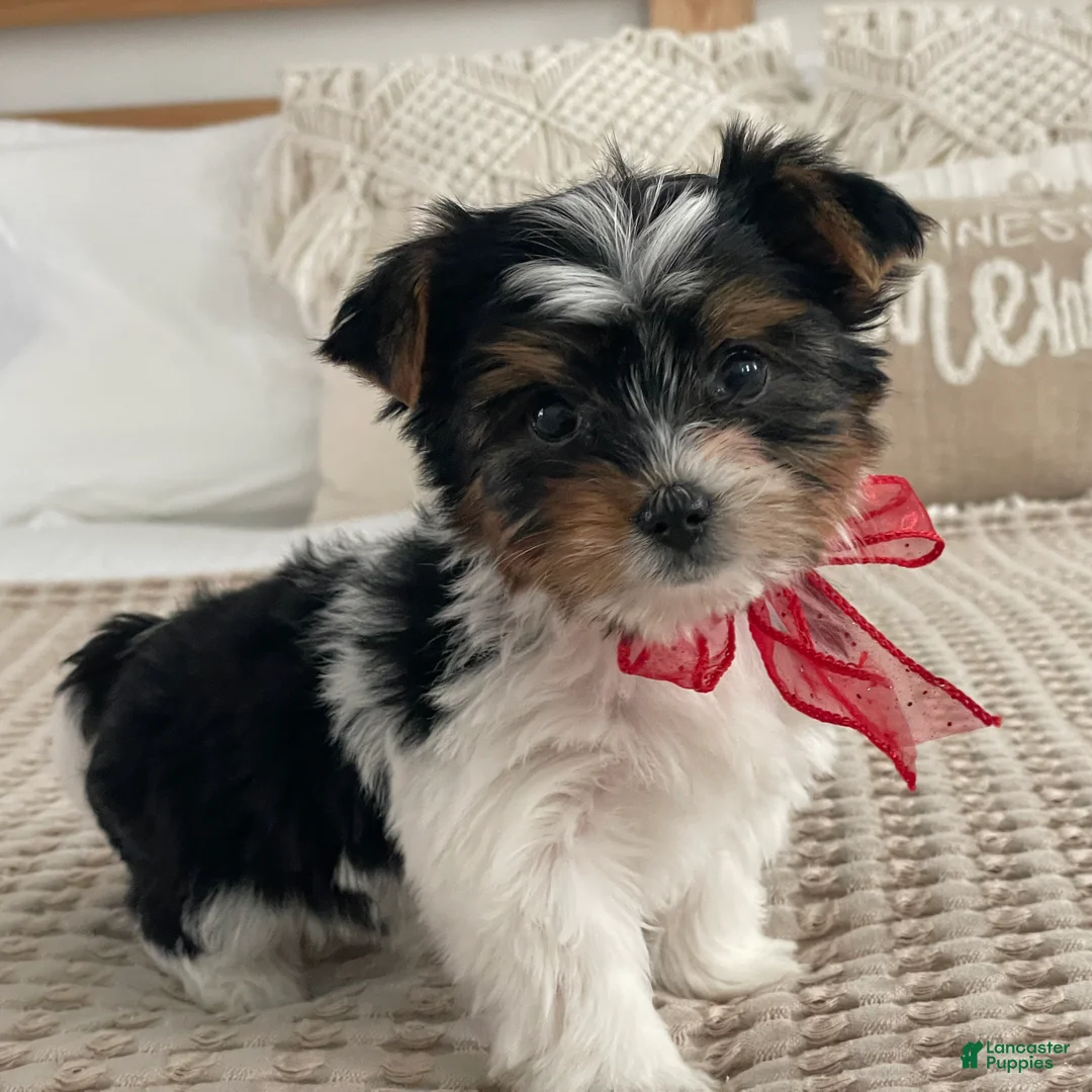 Biewer Terrier dogs for sale: Molly - Ad 6