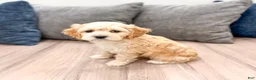 Cockapoo dogs for sale: Finn - Ad 5