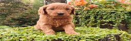 Goldendoodle dogs for sale: Cinnamon - Ad 9