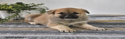 Mixed Breed dogs for sale: Gloria - Ad 4