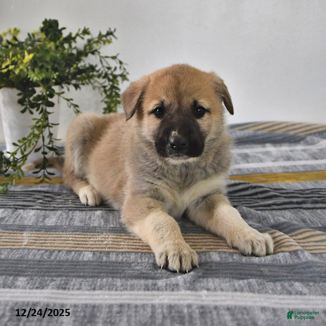 Mixed Breed dogs for sale: Gloria - Ad 4