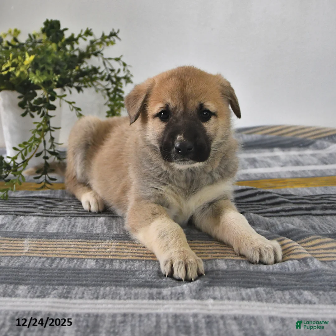 Mixed Breed dogs for sale: Gloria - Ad 9