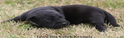 Great Dane dogs for sale: Sadie - Ad 7