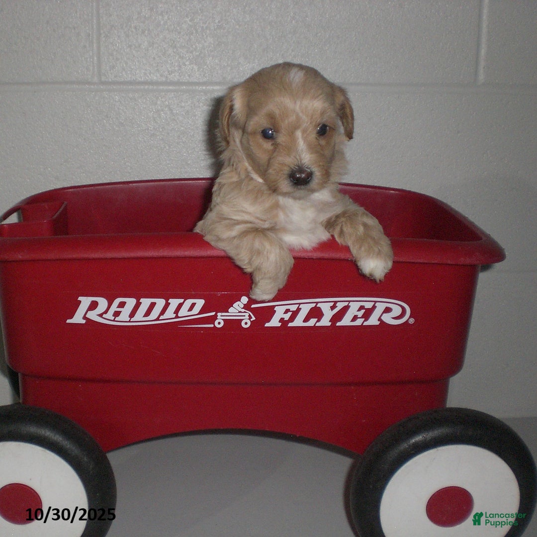 Yorkiepoo dogs for sale: Amber - Ad 16