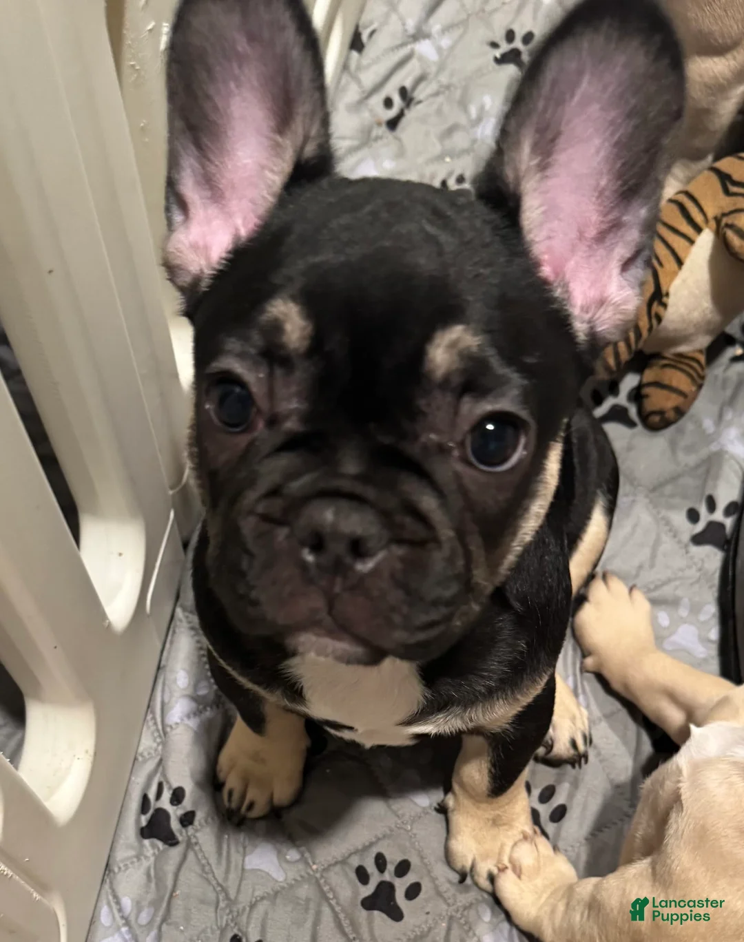French Bulldog dogs for sale: Smokey - Ad 11