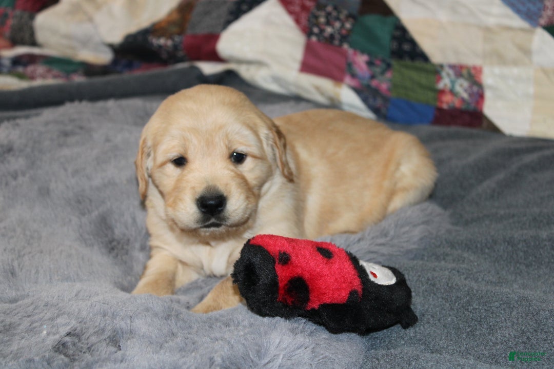 Golden Retriever dogs for sale: Finley - Ad 3