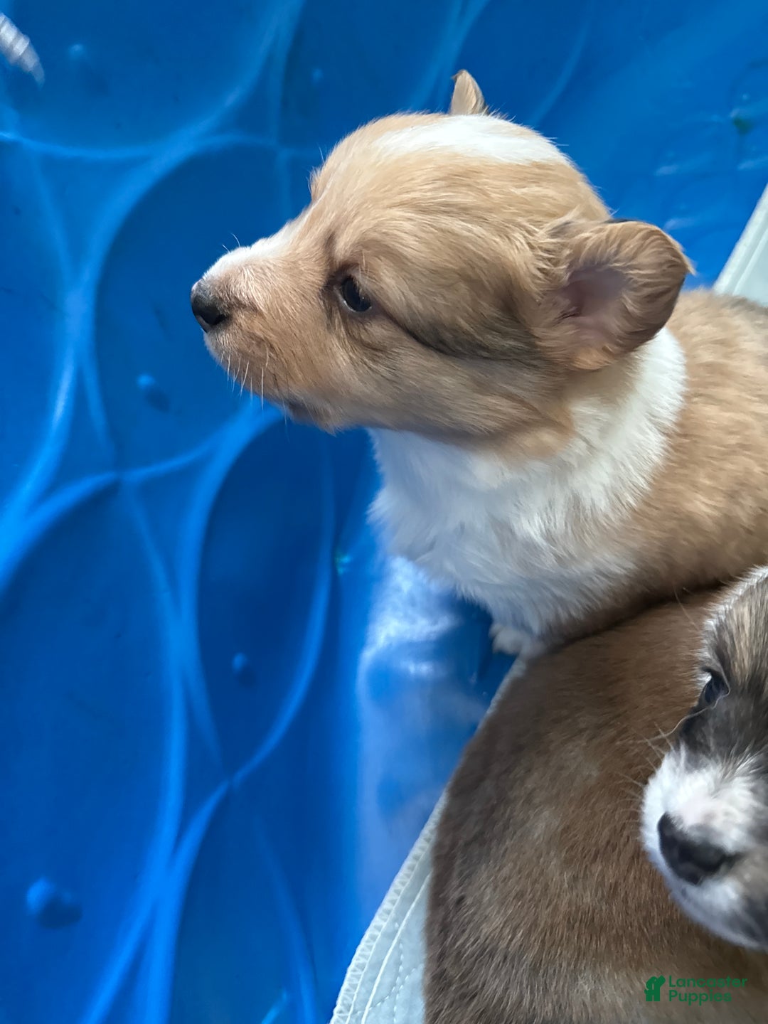 Welsh Corgi Pembroke dogs for sale: Welsh Corgi Pembroke Puppy 3 - Ad 2