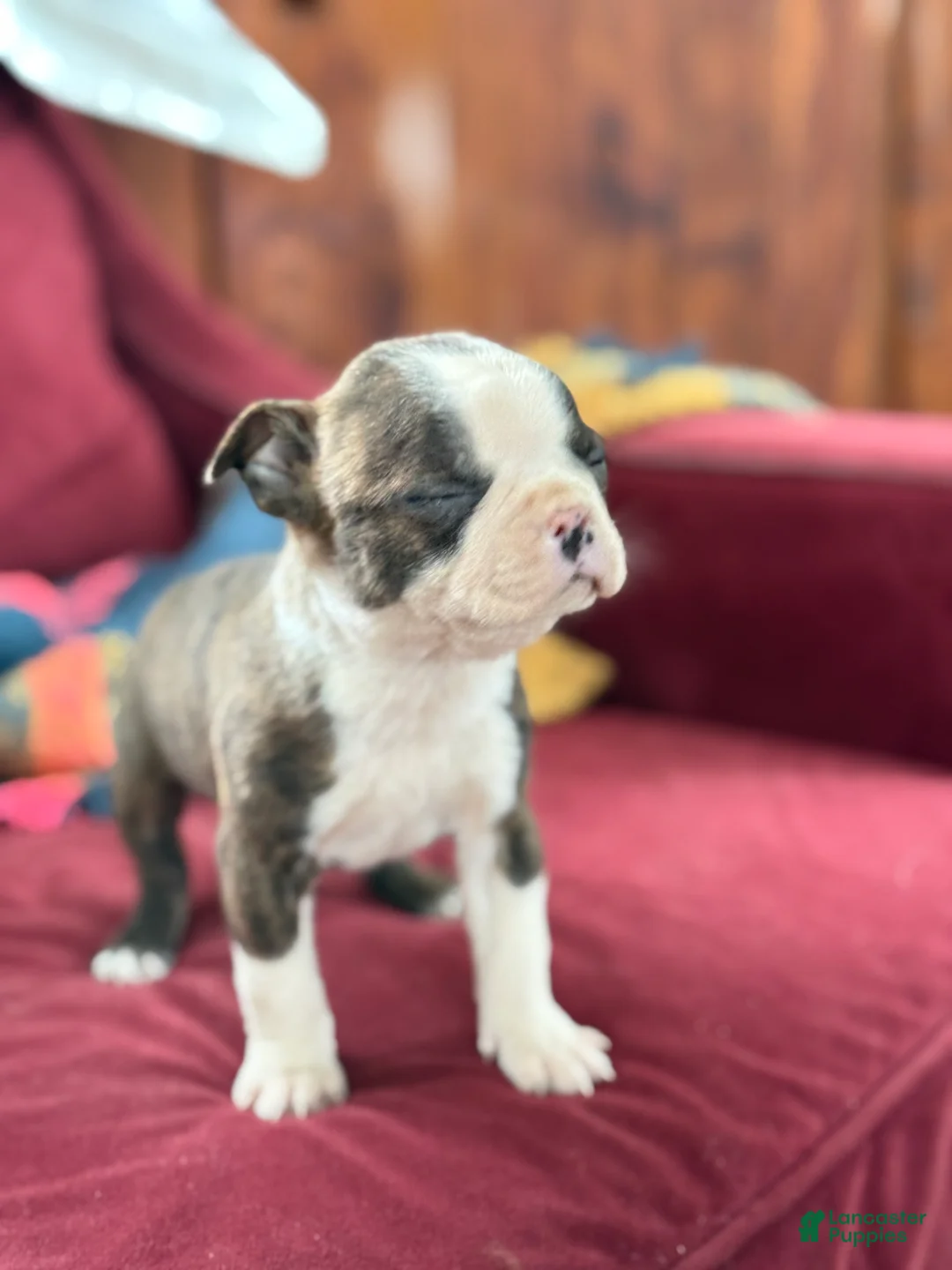 Boston Terrier dogs for sale: Bert - Ad 5