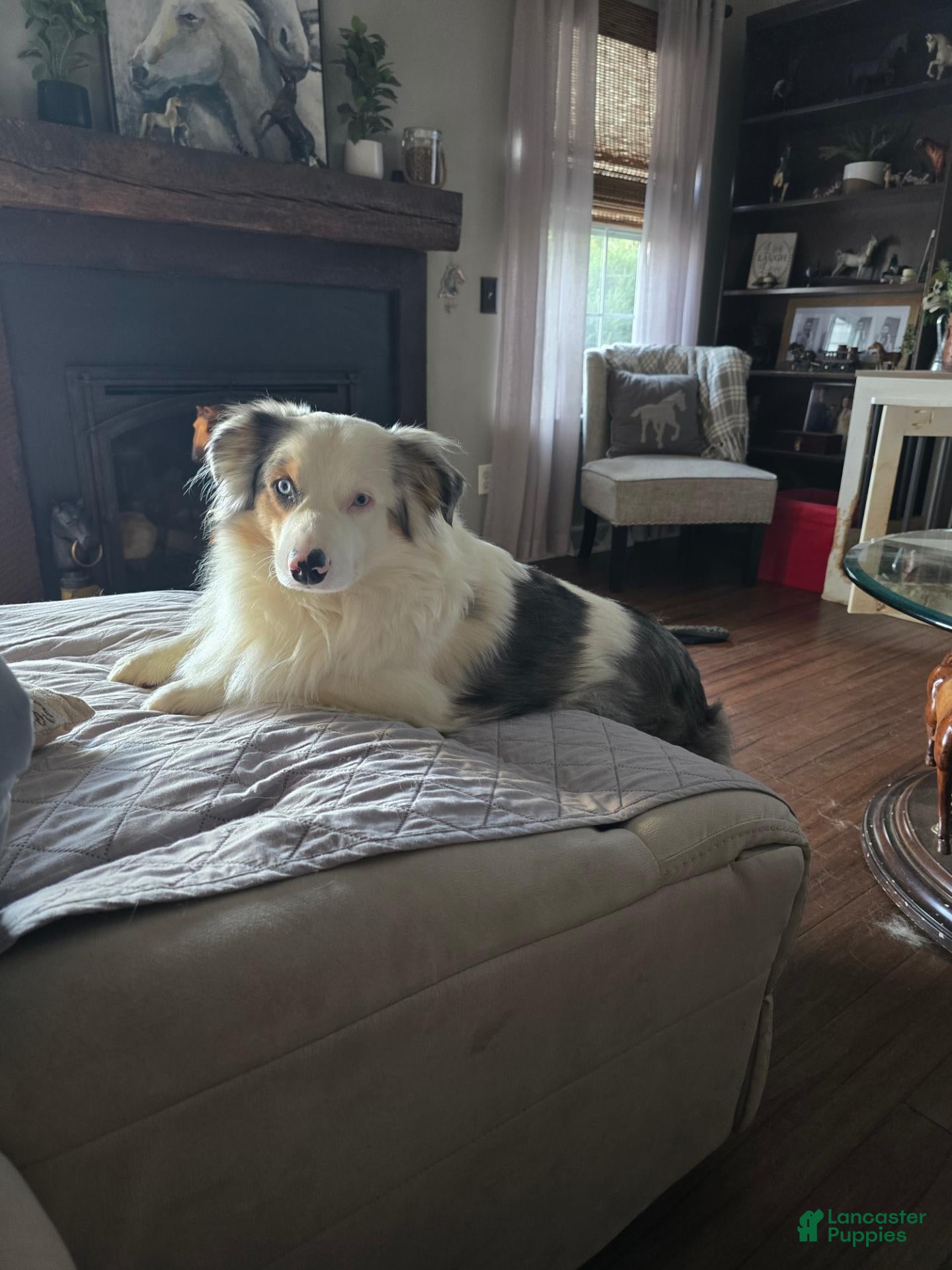 Miniature Australian Shepherd dogs Miniature Australian Shepherd 1 - Ad 2