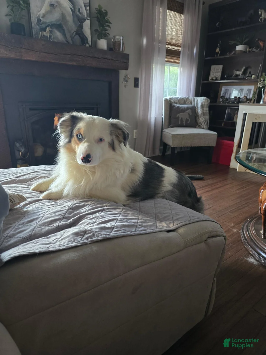 Miniature Australian Shepherd dogs for sale: Miniature Australian Shepherd 1 - Ad 2