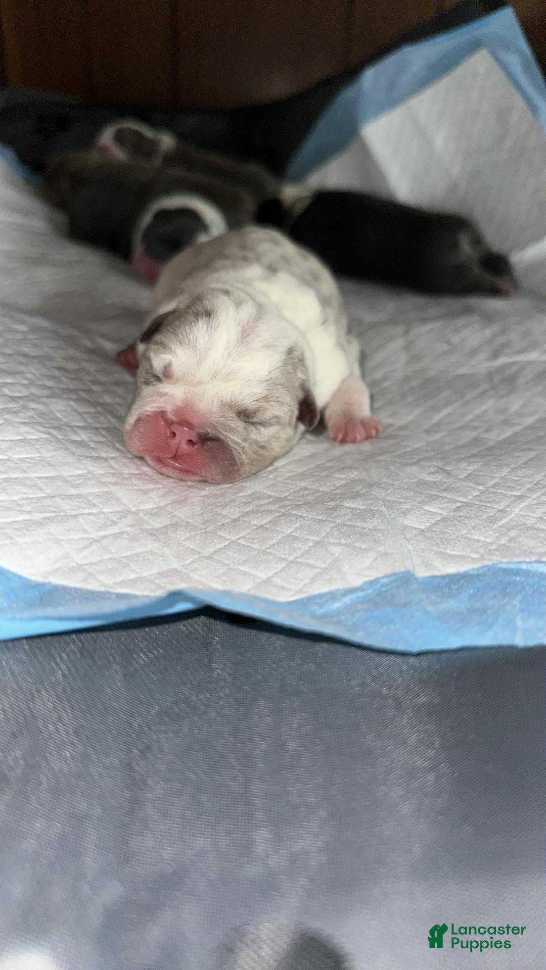 English Bulldog dogs for sale: Lilac and White Male - Ad 31