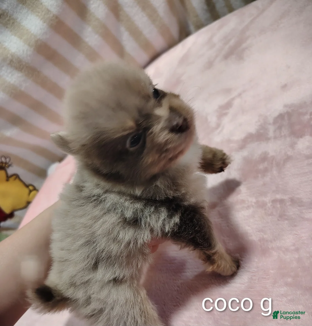 Pomeranian dogs for sale: Coco - Ad 1