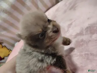 Pomeranian dogs Coco - Ad 35