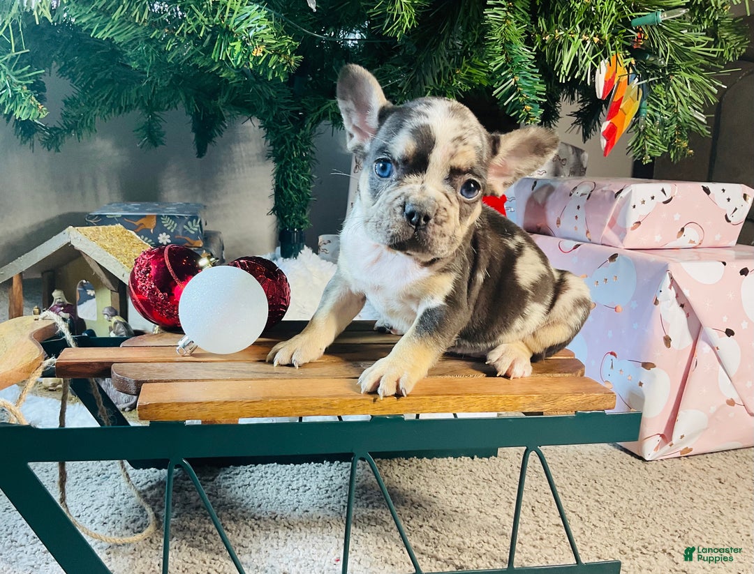 French Bulldog dogs for sale: MILLIE  - Ad 16