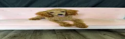 Miniature Poodle dogs for sale: Akc Bred Color Red Poodle Girl 🩷 - Ad 10