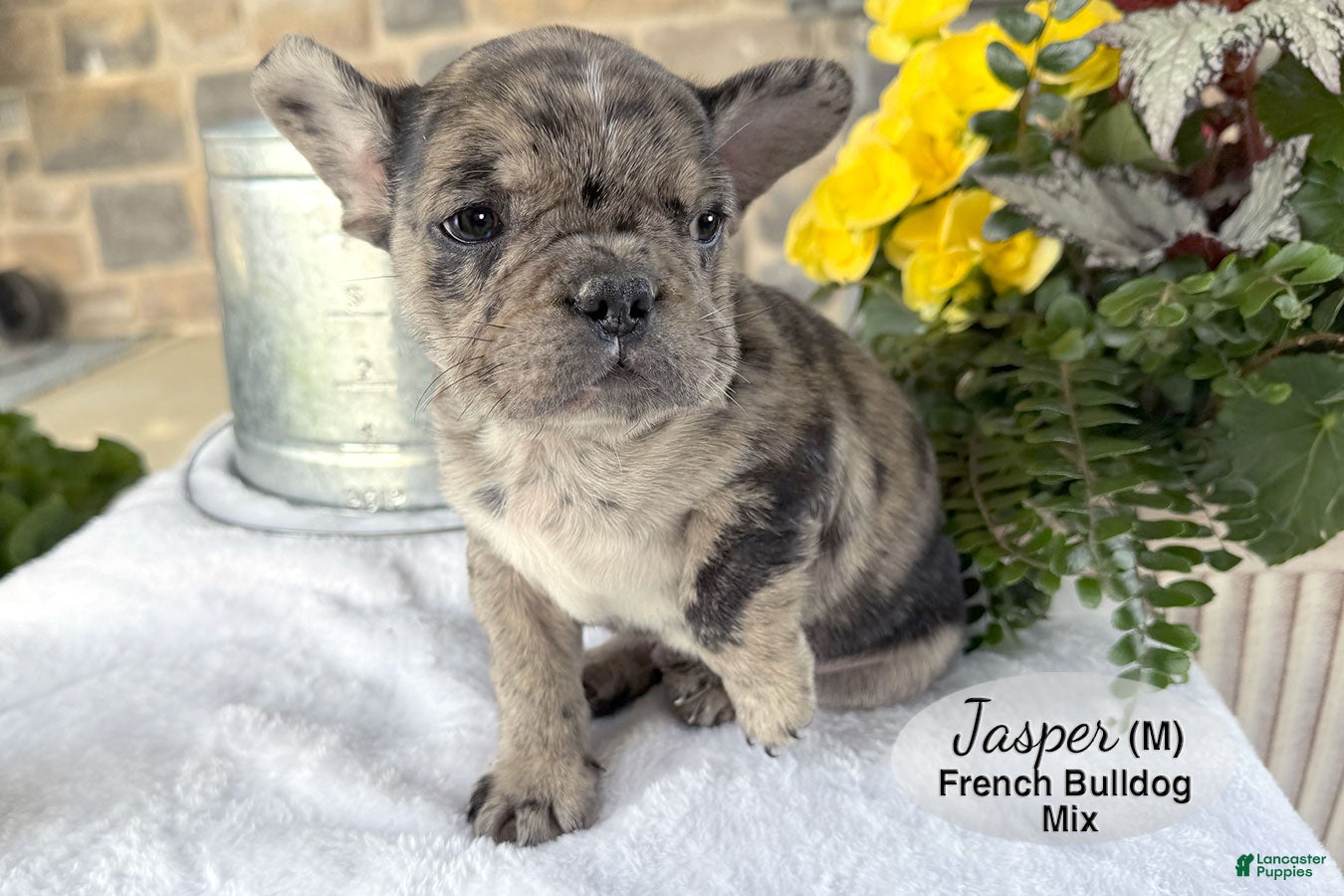 Mixed Breed dogs for sale: Jasper - Ad 4