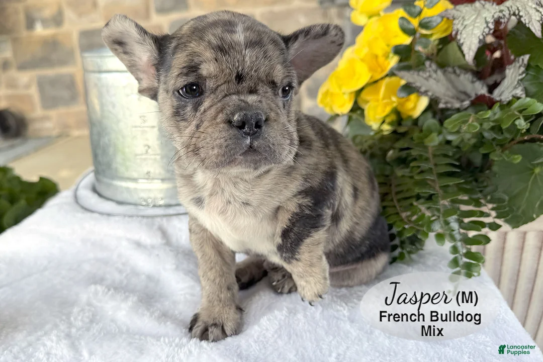 Mixed Breed dogs for sale: Jasper - Ad 1