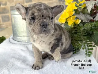 Mixed Breed dogs for sale: Jasper - Ad 4