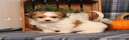 Teddy Bear dogs for sale: Fargo - Ad 2