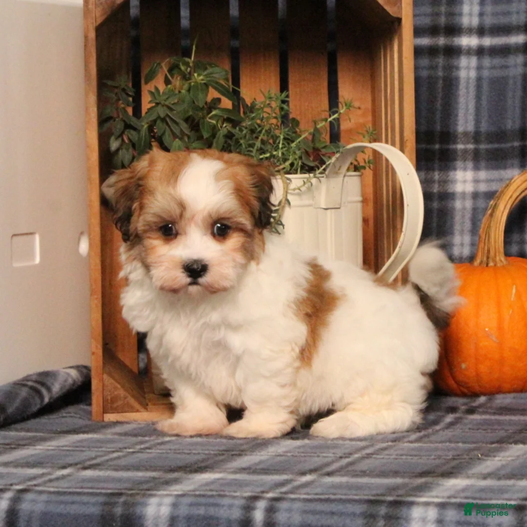 Teddy Bear dogs for sale: Fargo - Ad 2