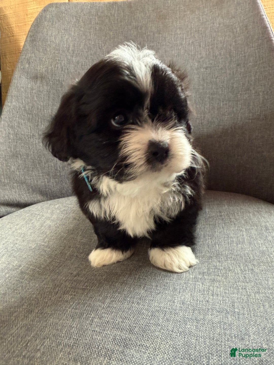Teddy Bear dogs for sale: Sammy - Ad 3