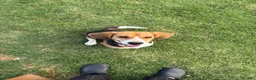 Beagle dogs for sale: Lola - Ad 11