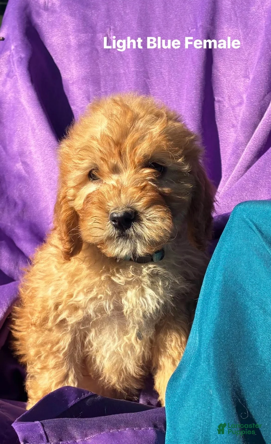 Goldendoodle dogs for sale: Goldendoodle 7 - Ad 1