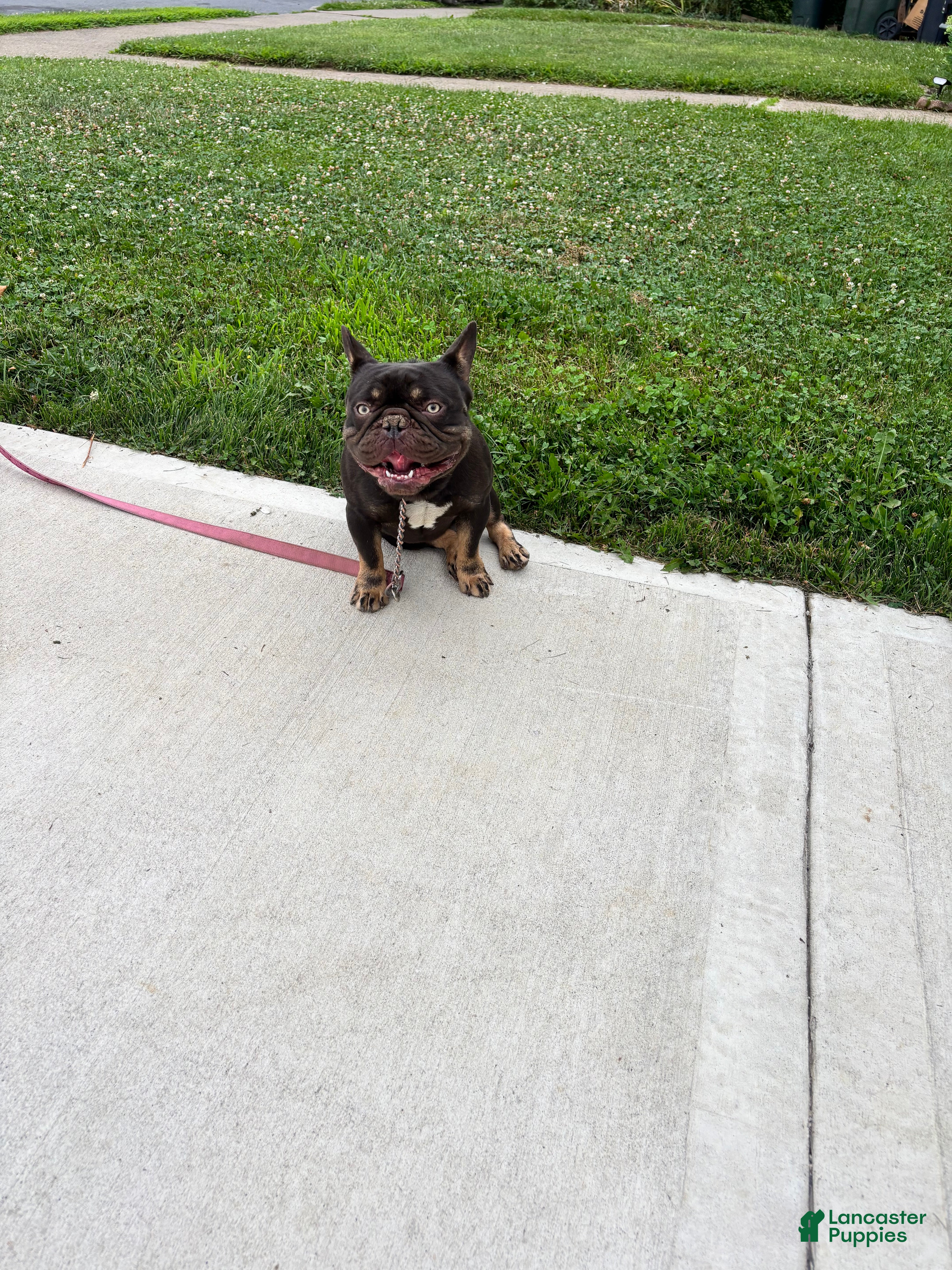 French Bulldog dogs 1 yr old Male French Bulldog  - Ad 3