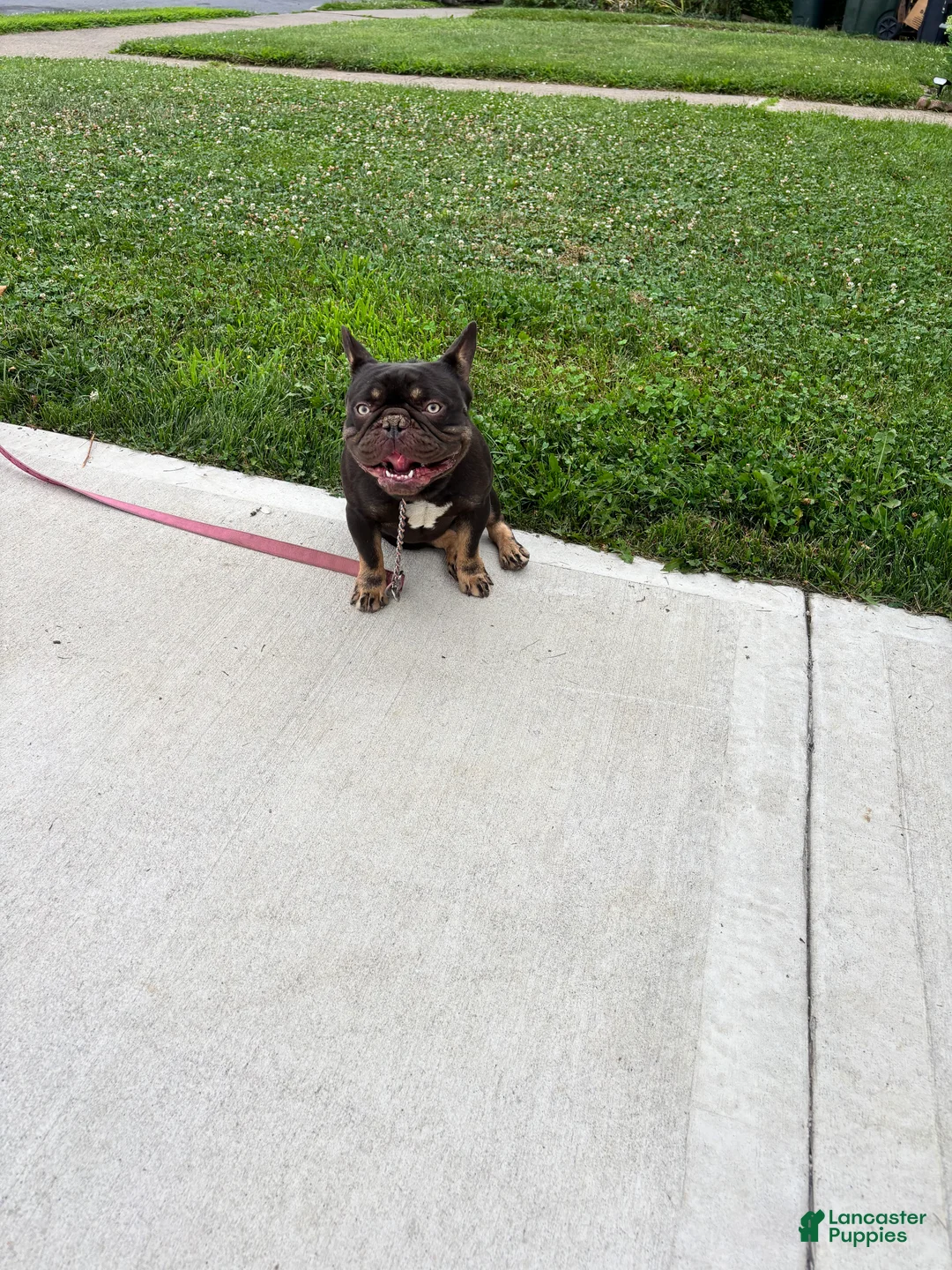French Bulldog dogs for sale: 1 yr old Male French Bulldog  - Ad 1