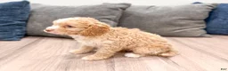 Cavapoo dogs for sale: Copper - Ad 4