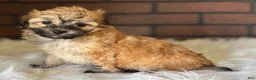 Maltipoo dogs for sale: Cider - Ad 3