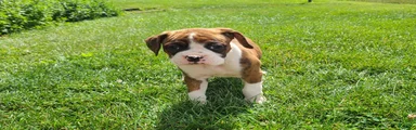 Annie
