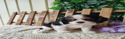 Cavalier King Charles Spaniel dogs for sale: Zoey - Ad 4