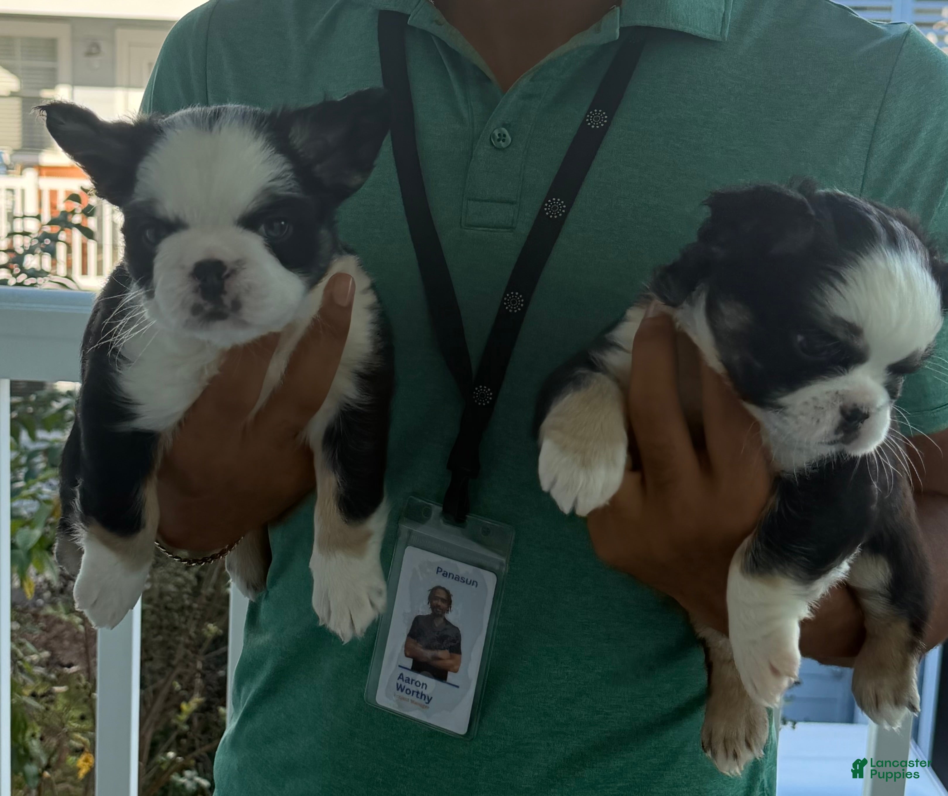 French Bulldog dogs Diamond  - Ad 1