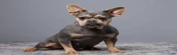 French Bulldog dogs for sale: Baxter - Ad 4