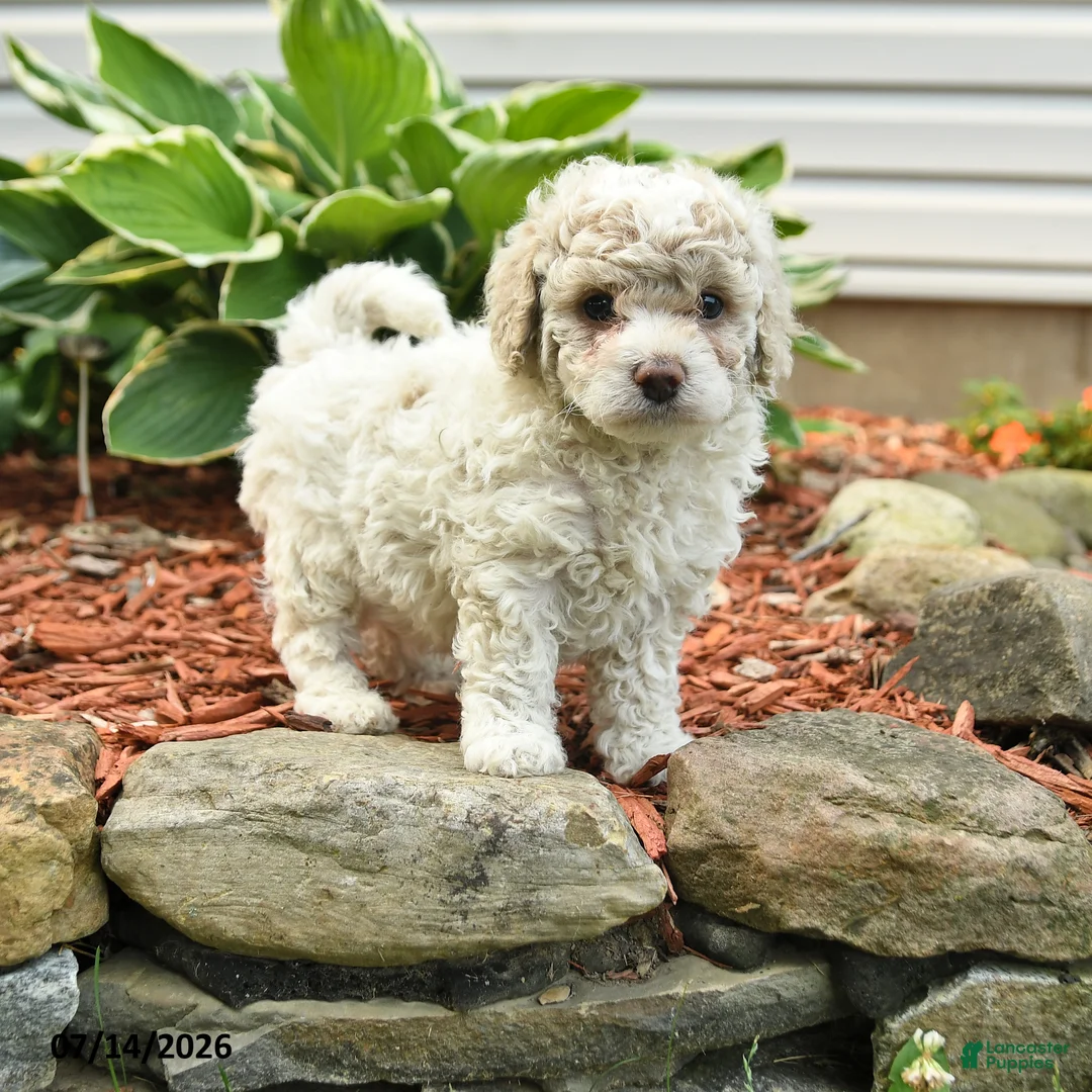 Cockapoo dogs for sale: Nick  - Ad 1