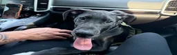 Great Dane dogs for sale: Dino - Ad 6