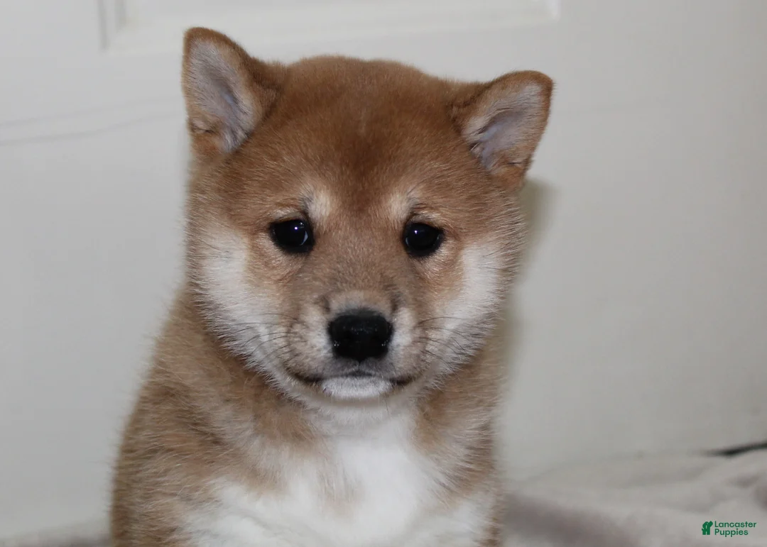 Shiba Inu dogs for sale: Tassy - Ad 12