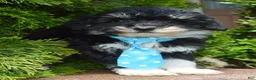 Mini Bernedoodle dogs for sale: Mini Buster - Ad 10