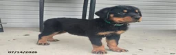 Rottweiler dogs for sale: Daisy - Ad 1