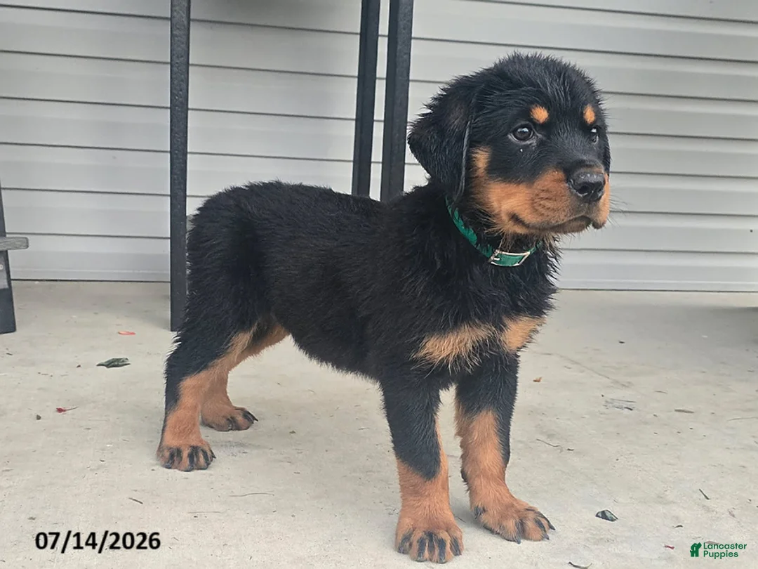 Rottweiler dogs for sale: Daisy - Ad 1