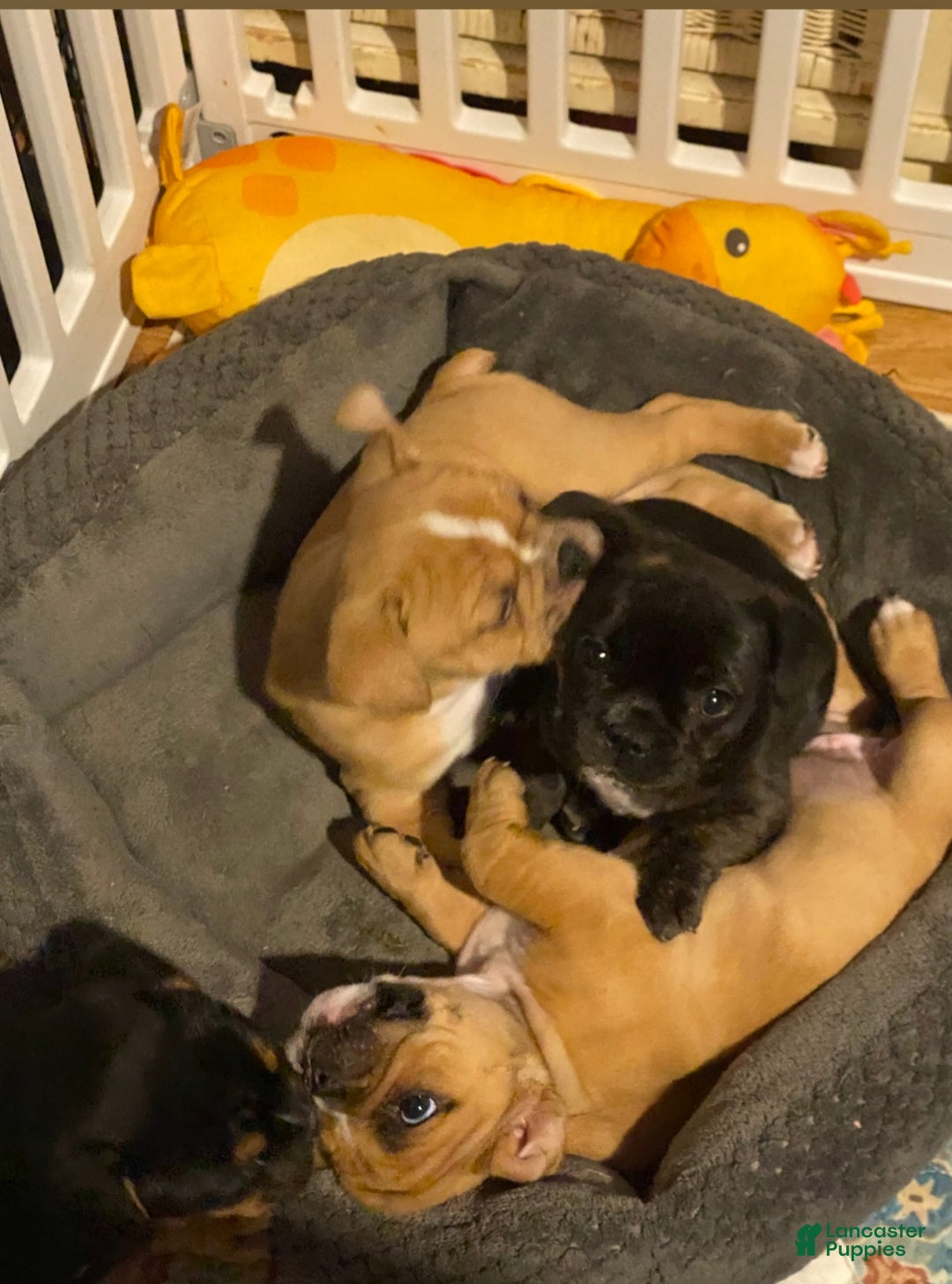 Frenchton dogs for sale: Frenchton Puppy 2 - Ad 3