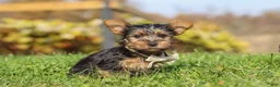 Yorkshire Terrier dogs for sale: Rowan - Ad 3