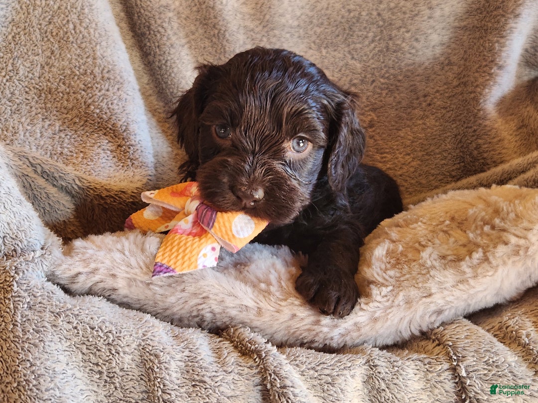 Mixed Breed dogs for sale: Lexie - Ad 2