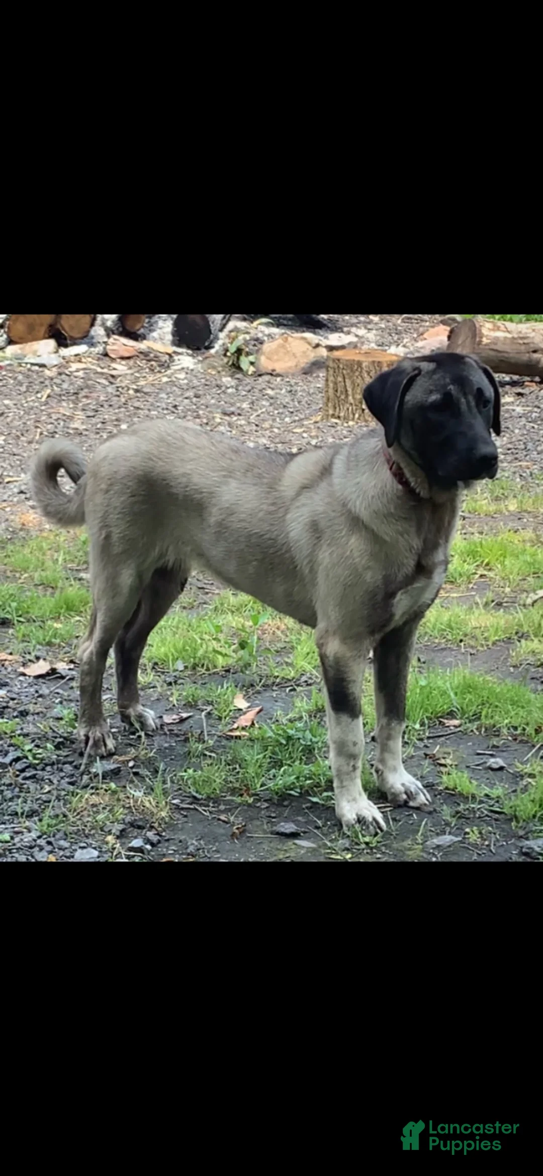 Anatolian Shepherd dogs for sale: Anatolian Shepherd 1 - Ad 5