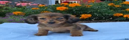 Miniature Dachshund dogs for sale: Lemon - Ad 4